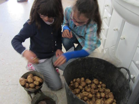 Pesagem das batatas colhidas na horta da escola para vender na feira.